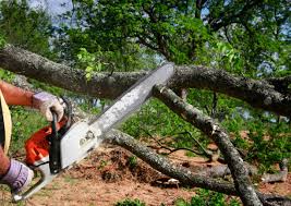 Trusted Austintown, OH  Tree Services Experts