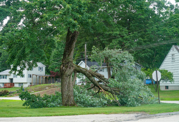 Why Choose Our Tree Removal Services in Austintown, OH?